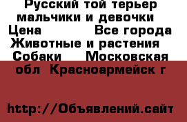 Русский той-терьер мальчики и девочки › Цена ­ 8 000 - Все города Животные и растения » Собаки   . Московская обл.,Красноармейск г.